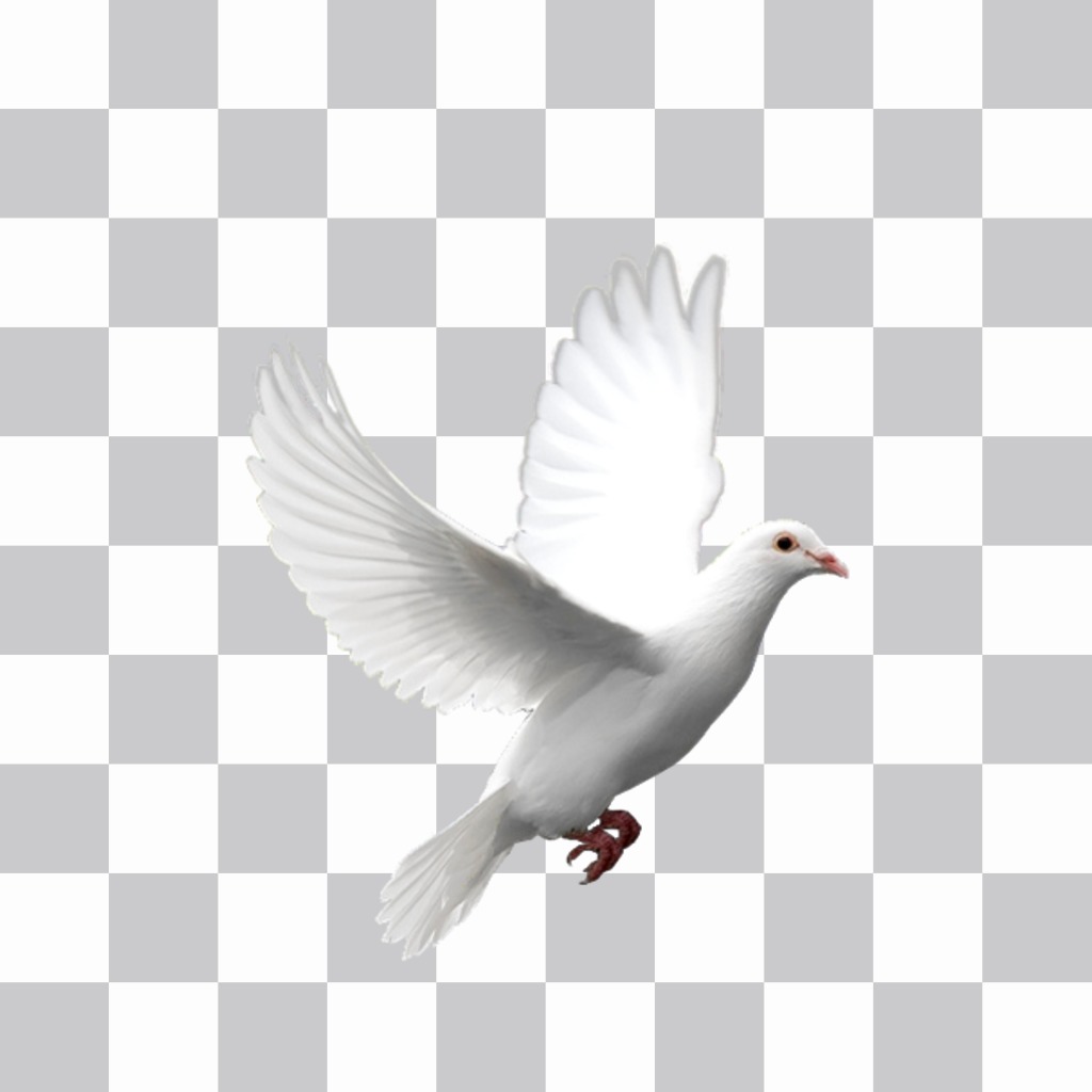colombe blanche volante vous pouvez mettre dans vos photos avec notre éditeur autocollants. Mettez le ..