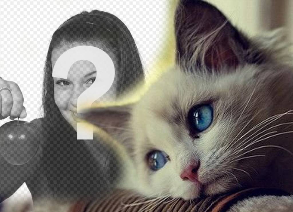 Photomontage Avec Des Chats A Faire Avec Vos Photos Photoeffets